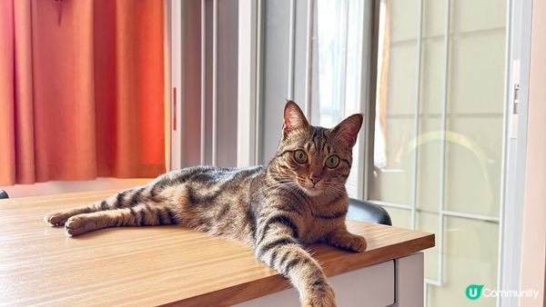 毛孩見到爸媽收工回家就開心，跑來跑去，叫不停來吸引你注意