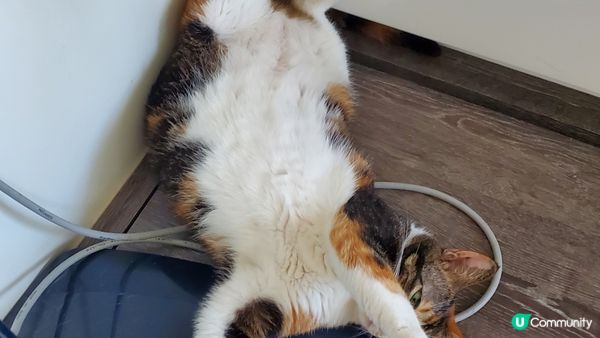 同家人玩樂完累了搵個好地方休息，之後瞓到唔知去邊度搵周公傾下...