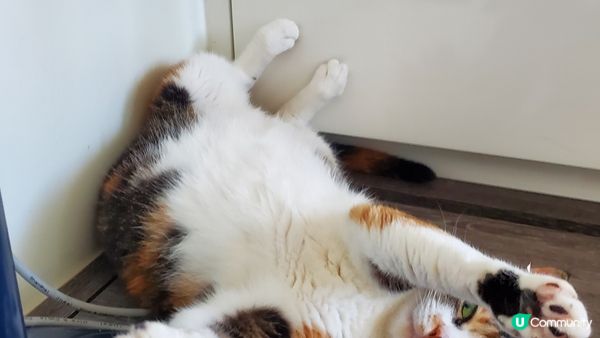 同家人玩樂完累了搵個好地方休息，之後瞓到唔知去邊度搵周公傾下...