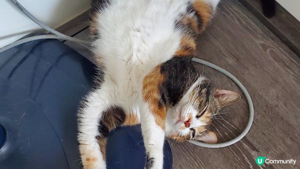 同家人玩樂完累了搵個好地方休息，之後瞓到唔知去邊度搵周公傾下...