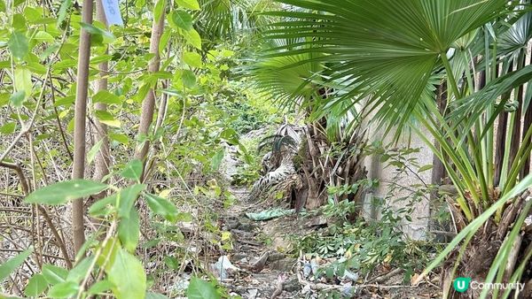 馬灣｜一小時 多角度欣賞青馬大橋｜科幻電影感打卡位