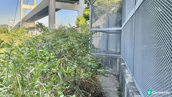 馬灣｜一小時 多角度欣賞青馬大橋｜科幻電影感打卡位