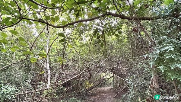 馬灣｜一小時 多角度欣賞青馬大橋｜科幻電影感打卡位