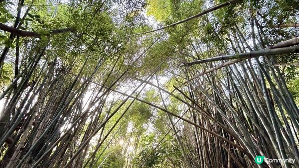 馬灣｜一小時 多角度欣賞青馬大橋｜科幻電影感打卡位