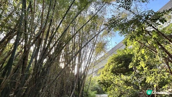 馬灣｜一小時 多角度欣賞青馬大橋｜科幻電影感打卡位