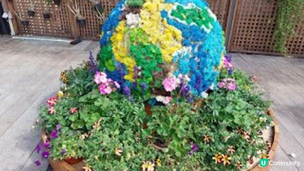 小白鷺（白鷺湖）鬱金香