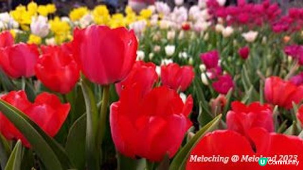 小白鷺（白鷺湖）鬱金香