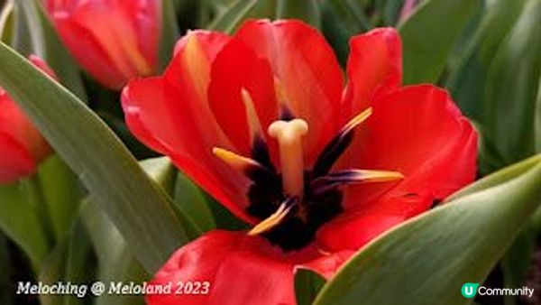 小白鷺（白鷺湖）鬱金香