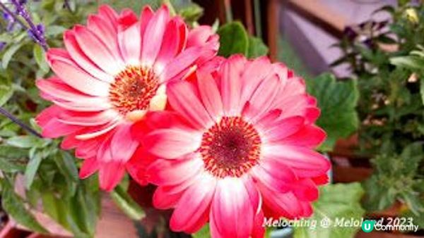 小白鷺（白鷺湖）鬱金香