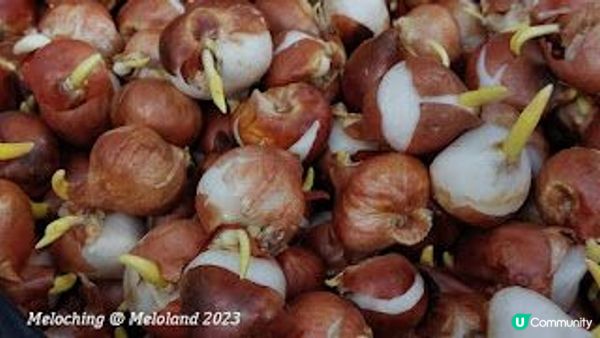 小白鷺（白鷺湖）鬱金香