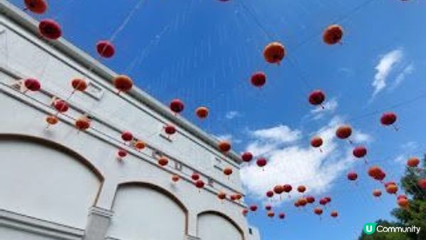 小白鷺（白鷺湖）鬱金香