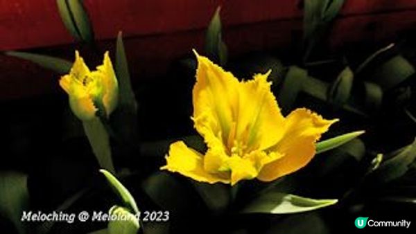 小白鷺（白鷺湖）鬱金香