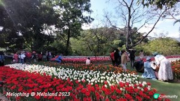 小白鷺（白鷺湖）鬱金香