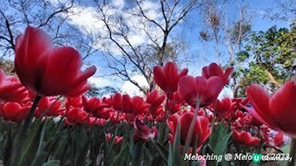 小白鷺（白鷺湖）鬱金香