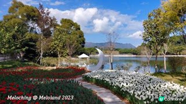 小白鷺（白鷺湖）鬱金香