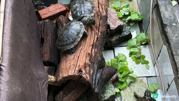 【香港離島好去處】閒遊坪洲｜閒遊秘密花園。尋訪「港版沉下橋」。漫步東灣沙灘｜中午出發輕鬆悠閒路線推介