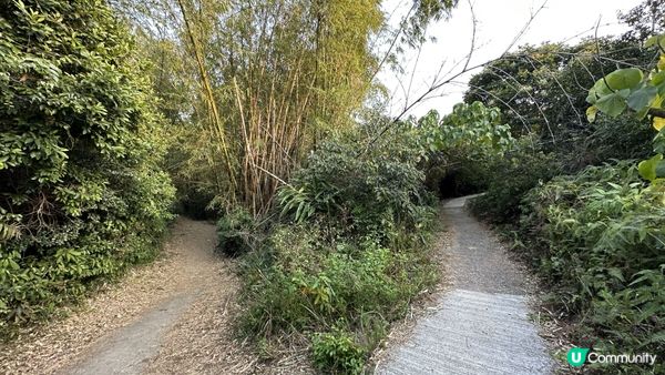 【馬灣行山】登上大嶺頭。飽覽青馬大橋、汲水門大橋和馬灣海峽一帶的景色。欣賞日落｜初級行山輕鬆路線兩小時內行完
