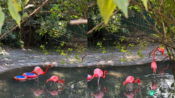 【香港好去處】 嘉道理農場｜睇花睇紅葉睇動物｜園內有多條行山路線選擇