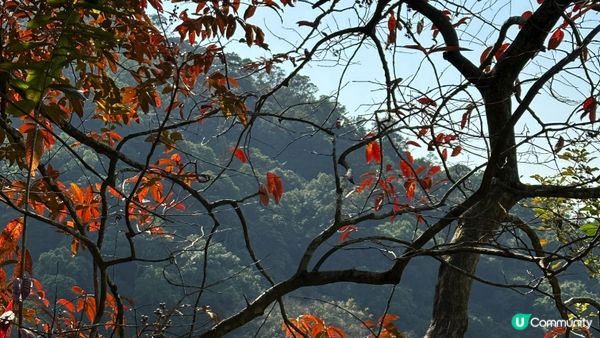 【香港好去處】 嘉道理農場｜睇花睇紅葉睇動物｜園內有多條行山路線選擇