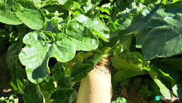 《井欄樹至小瀝源黃泥頭行山篇》黃麖仔、大藍湖、東洋山、兔仔許