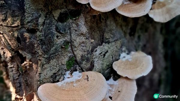 《井欄樹至小瀝源黃泥頭行山篇》黃麖仔、大藍湖、東洋山、兔仔許