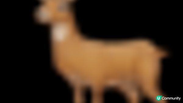 《⭐新設The Voice 七彩發光舞台 歌手線有線咪》