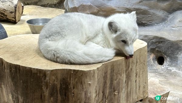 去汀九橋?度下便個海灘度玩，迪士尼樂園，海洋公園