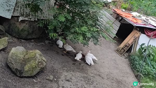 中國內地自由行，有很大的博物館和公園、兒童也能玩的波波池，另...