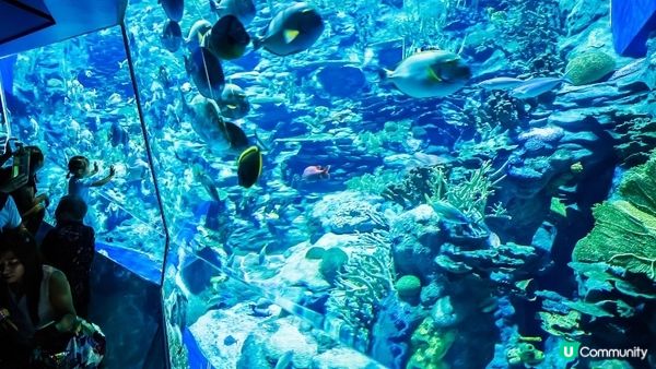 香港海洋公園有不少的景點，曾到海洋奇觀去觀賞不同的魚類，又乘...