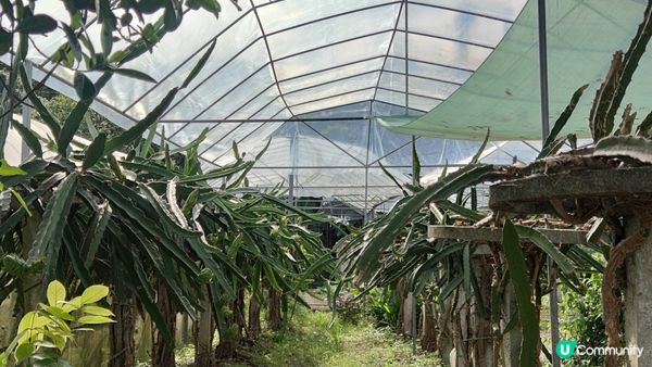 “富琴有機火龍果農莊” 很值得參觀，可以看了罕有的植物種植，...