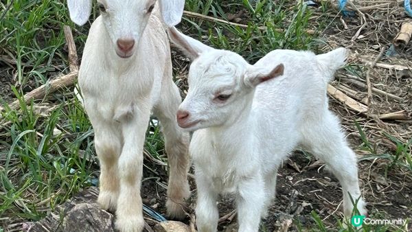 “富琴有機火龍果農莊” 很值得參觀，可以看了罕有的植物種植，...