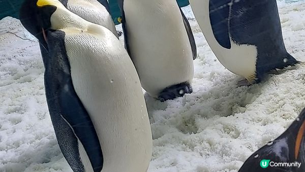 珠海長隆海洋世界, 超可愛的海洋生物, 特別是雪狼狐, 北極...