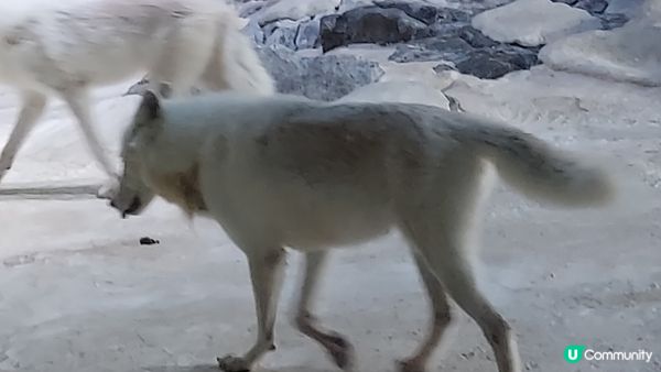 珠海長隆海洋世界, 超可愛的海洋生物, 特別是雪狼狐, 北極...