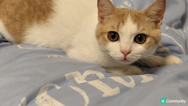 2隻小貓咪於屋企內的日常，性格天和地，但2隻都喜歡擺出萌動作...