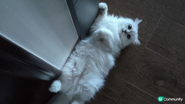 2隻小貓咪於屋企內的日常，性格天和地，但2隻都喜歡擺出萌動作...