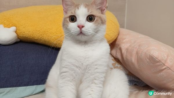 2隻小貓咪於屋企內的日常，性格天和地，但2隻都喜歡擺出萌動作...