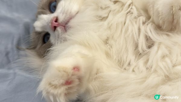 肥波子係隻好親民嘅布偶仔，3歲半喇。半時我都懶洋洋最鍾意瞓覺...