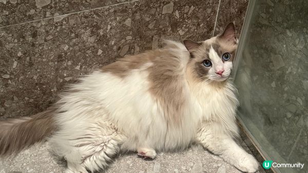 肥波子係隻好親民嘅布偶仔，3歲半喇。半時我都懶洋洋最鍾意瞓覺...