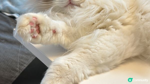 肥波子係隻好親民嘅布偶仔，3歲半喇。半時我都懶洋洋最鍾意瞓覺...