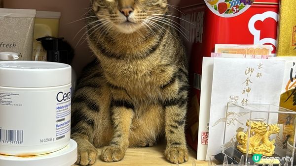 在家的主子日常動態照，唔俾去既架都大膽跳上去，多激心呀！