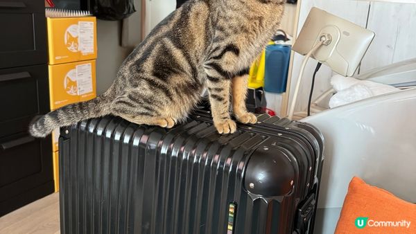 在家的主子日常動態照，唔俾去既架都大膽跳上去，多激心呀！