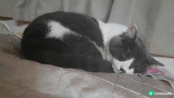 房間，屋企，佢叫曲奇，鍾意食嘢，玩，訓覺，成日扮大家姐