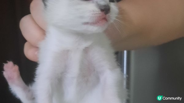 房間，屋企，佢叫曲奇，鍾意食嘢，玩，訓覺，成日扮大家姐