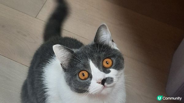 房間，屋企，佢叫曲奇，鍾意食嘢，玩，訓覺，成日扮大家姐