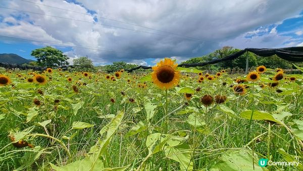 元朗信芯園。香港難得的打卡地點，四季也有不同的花。夏天的太陽...