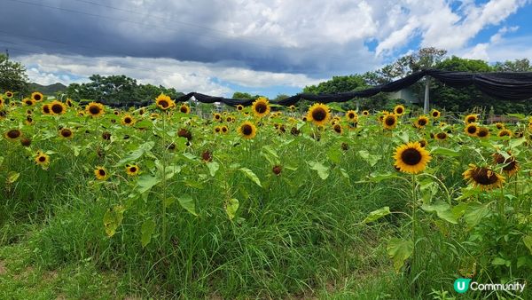 元朗信芯園。香港難得的打卡地點，四季也有不同的花。夏天的太陽...