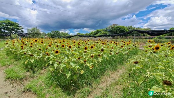元朗信芯園。香港難得的打卡地點，四季也有不同的花。夏天的太陽...