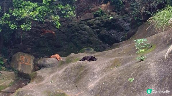 天然溪水浴池👙💦小瀑布打卡📸超爽🥳《東涌黃龍石澗》