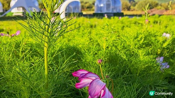 Day 8《北疆9天遊》獨庫公路北段，獨山子大峽谷 (那拉提➡️瑪納斯)