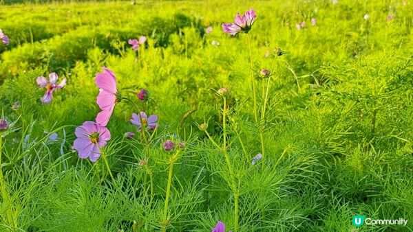 Day 8《北疆9天遊》獨庫公路北段，獨山子大峽谷 (那拉提➡️瑪納斯)
